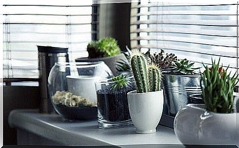 5 different ideas for planting a cactus