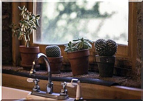 Ideas for planting a cactus kept in the kitchen