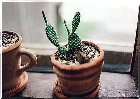 Directions for planting a cactus in cups