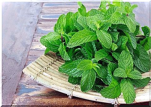 Mint cleanses the respiratory tract and keeps the lungs healthy