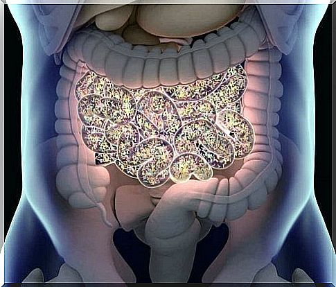 The human digestive system