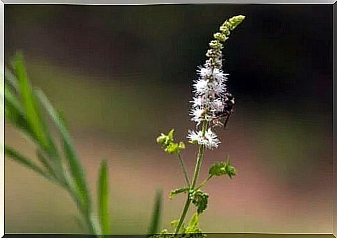 The benefits of black cohosh and side effects