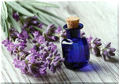 Lavender oil removes lice