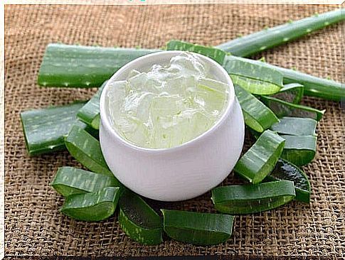 First aid in burns by applying aloe vera