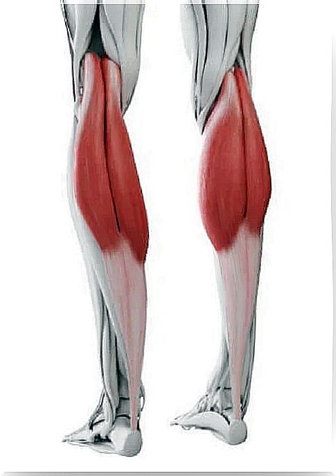 Human leg muscles