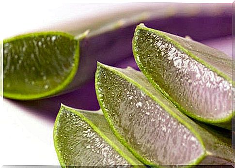 Medicinal plants that give you energy like aloe vera