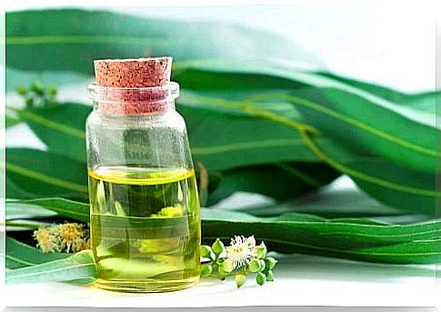 Natural antibiotics against eucalyptus oil infections