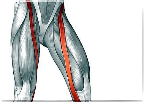 Drawing with sartorius muscle