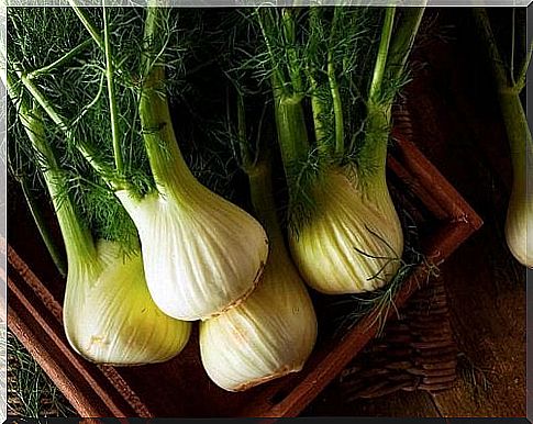 Fennel bulbs