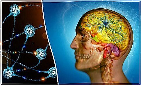 Drawing illustrating the distribution of neurons