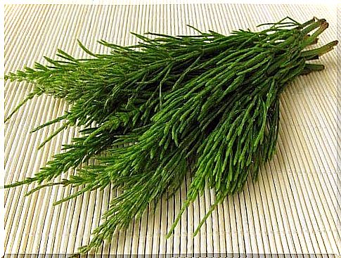 What is horsetail and what are its cosmetic uses