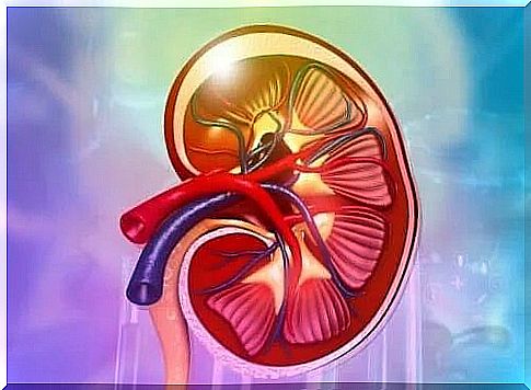 What is the function of the kidneys in the body?